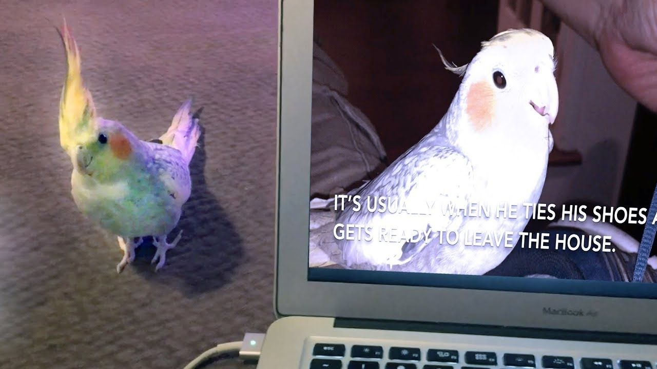 La perruche qui imite la sonnerie iPhone réagit à sa vidéo