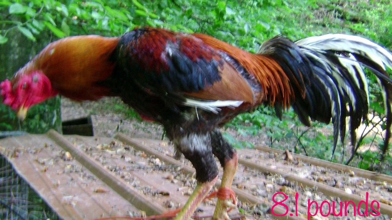 Thai chicken Slideshow