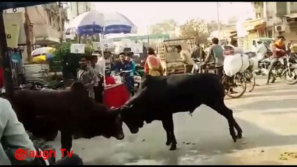 ---Best Funny Videos of September 2017- Whatsapp Funny Videos - Try Not To Laugh Funny Indian videos -