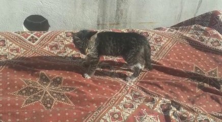 baby cat playing video 2017 cute animal