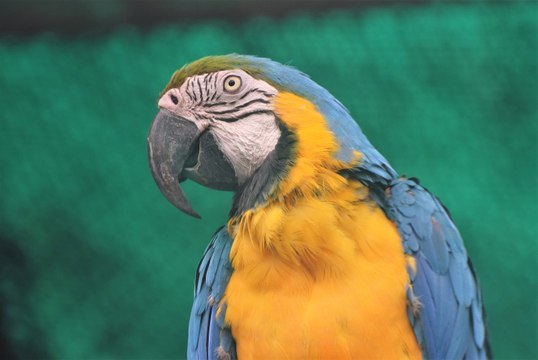 Wildlife Photography|Animal Photography|Best wildlife Photography|Bird Photography