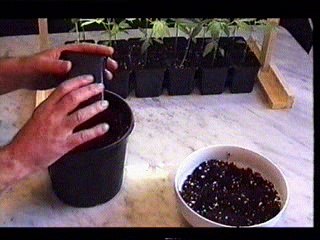 Marijuana - Guide To Growing Cannabis