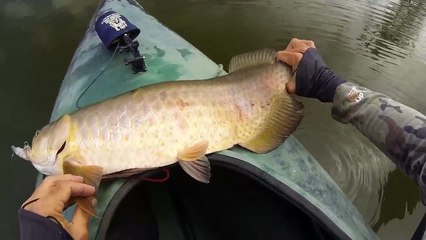 Arowana Kayak Fishing Topwater Saratoga Just the Fish Videos EP.261b