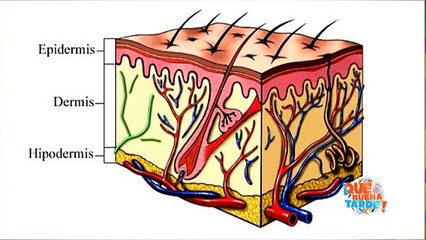 QBT 20 Diciembre 2017