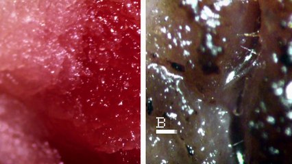 The Science Of Everyday Living 2of2 Perfect Cooking p