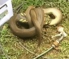 Python Coils Around Shoes in Cairns Home