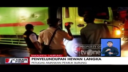 Petugas Berhasil Amankan Penyelundupan Hewan Langka di Bakauheni, Lampung