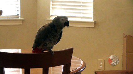 Politically correct parrot has a unique holiday greeting