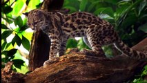 10 Rare Wild Cats You've Never Heard Of - Creature Countdown - FreeSchool-hsqu8DtSVDI