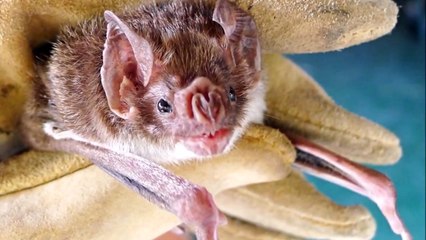 All About Bats for Kids - Animal Videos for Children - FreeSchool-9FVoTMOorXA