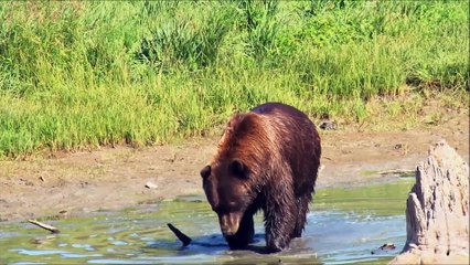 All About Bears for Kids - Bears for Children - FreeSchool-54CDgurNMSI