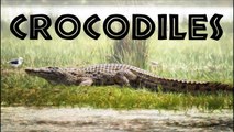 All About Crocodiles for Kids - Crocodiles of the World for Children - FreeSchool-_zrv4LcFV8s