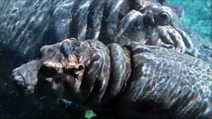 All About Hippos for Kids - Hippopotamus for Children - FreeSchool-0iYx5q5CudI