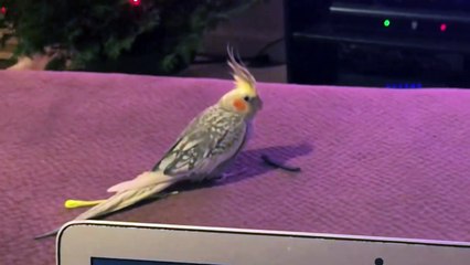 Lucky the iPhone singing cockatiel is OVER it!