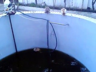 ざまあｗｗプールからやっとの思いで脱出できた猫を叩き落とした極悪猫がｗｗｗ