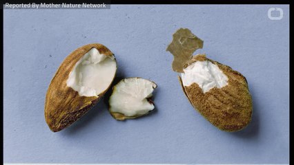 The Benefits Of Almonds