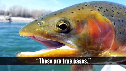 The Amargosa River Defies the Desert