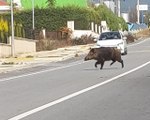 İzmir'in Göbeğinde İlginç Manzara! Yaban Domuzları Ortalıkta Cirit Atıyor