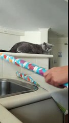 Emballer un chat en cadeau de Noël