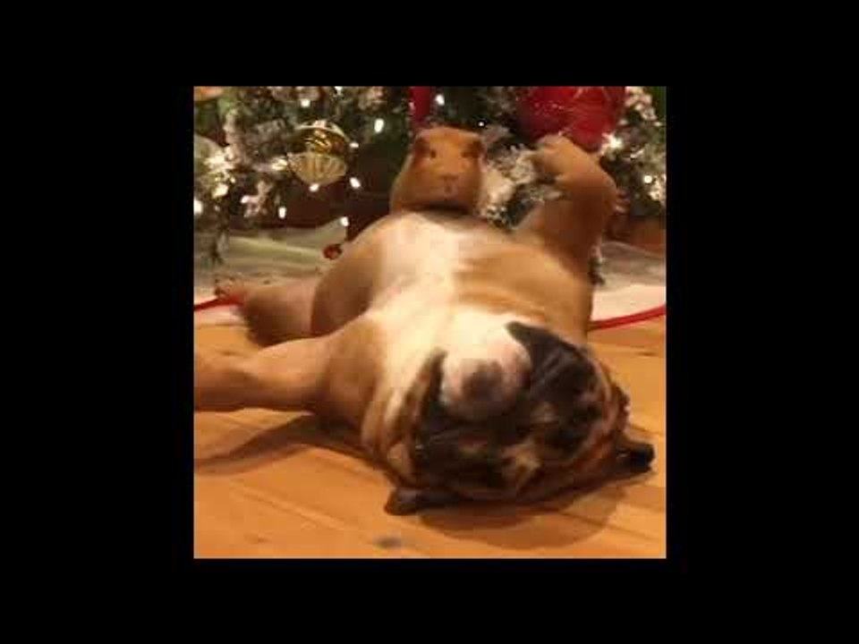 Adorable Pets Show Off Their Christmas Spirit