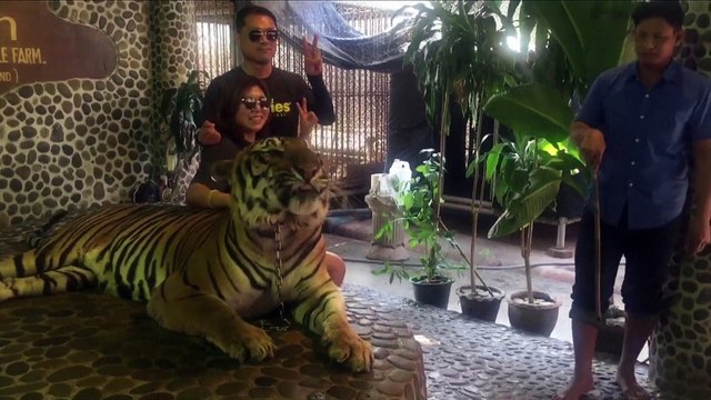 La Thaïlande s'indigne de maltraitances faites à un tigre pour des selfies