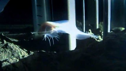 Bu Zamana Kadar Keşfedilmiş En Derinde Yaşayan Balık