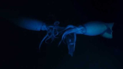 Yamyam Humbolt Mürekkep Balıkları