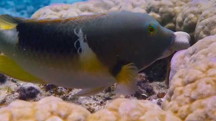 Uzundiş Balığının Alet Kullanımı