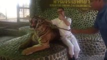 Tiger is repeatedly poked by Thai zoo staff in front of tourists