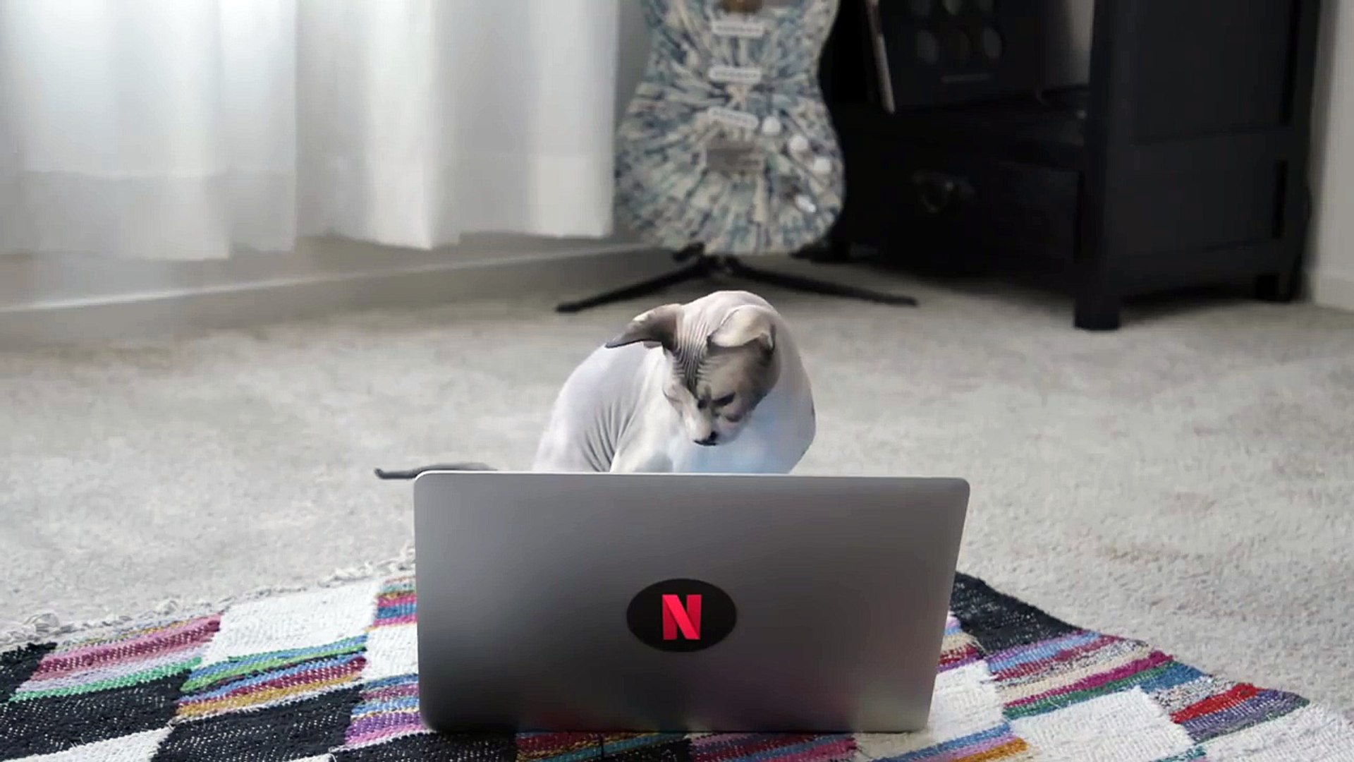 ⁣Netflix Employees Cats React: Stranger Things | Digital Exclusive | Netflix