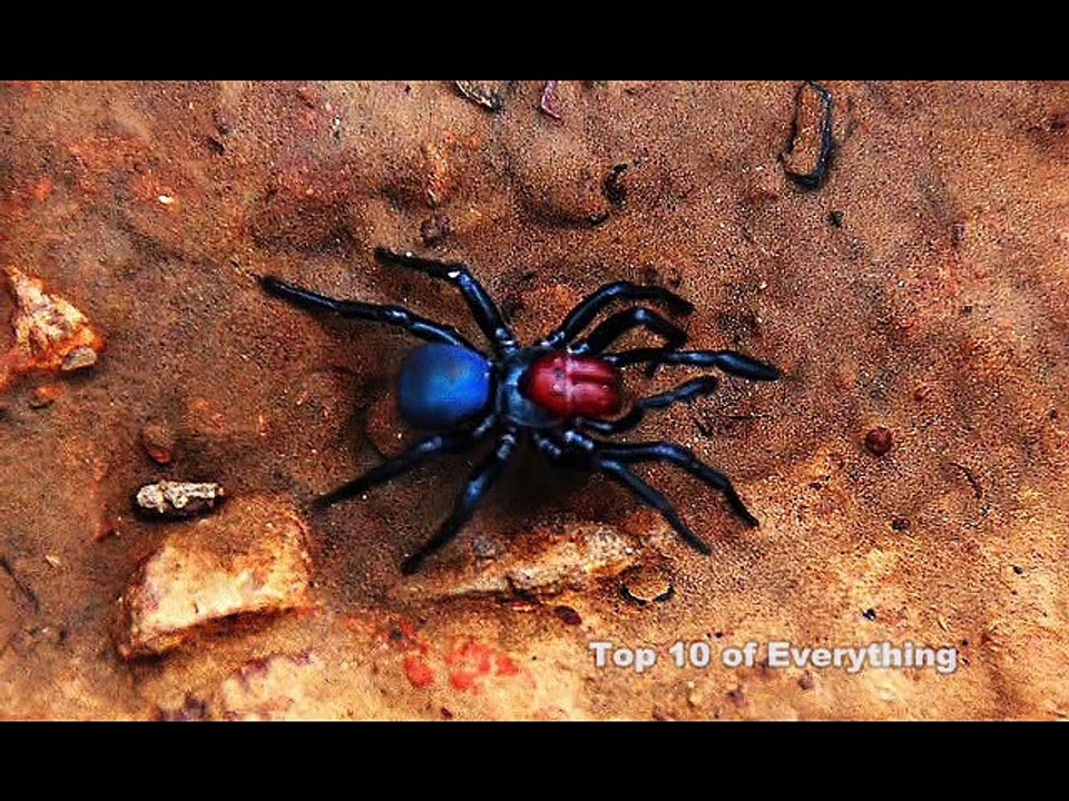 Top 10:- Deadly Spiders (2011 Version)