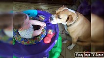 Baby and Dog Pitbull Red Nose - Funny Dogs and Babies Compilation 2017