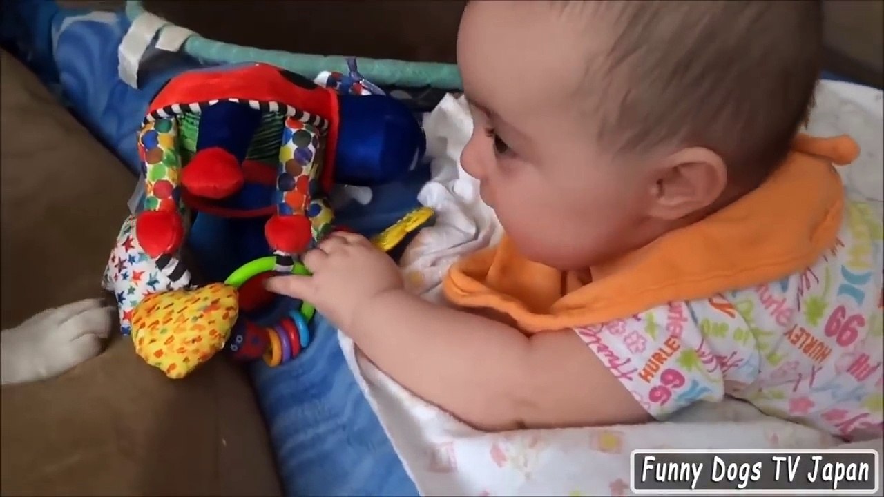 Pitbull puppy training with a Baby - Funny Dogs and Babies Compilation 2017