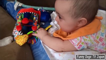 Pitbull puppy training with a Baby - Funny Dogs and Babies Compilation 2017