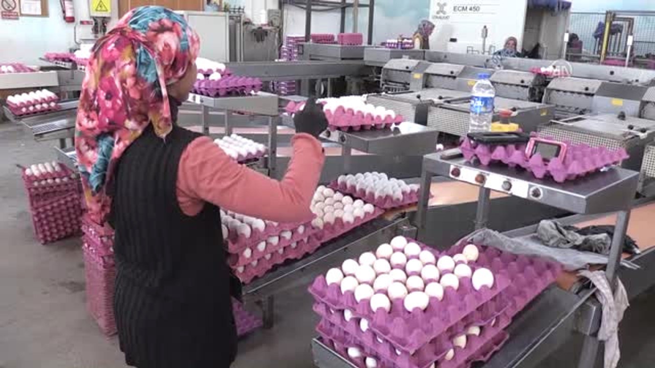 Yumurta İhracatı