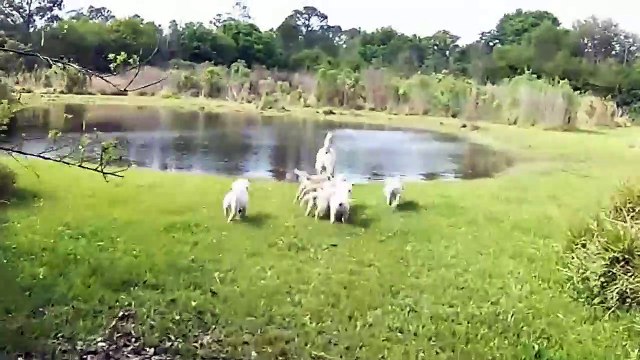Un papa labrador apprend à ses chiots à nager dans un étang