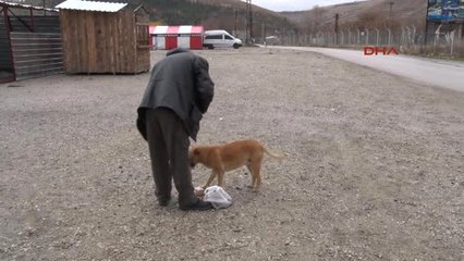 İngiliz Rossini 6 Yıldır Sokak Hayvanlarını Besliyor