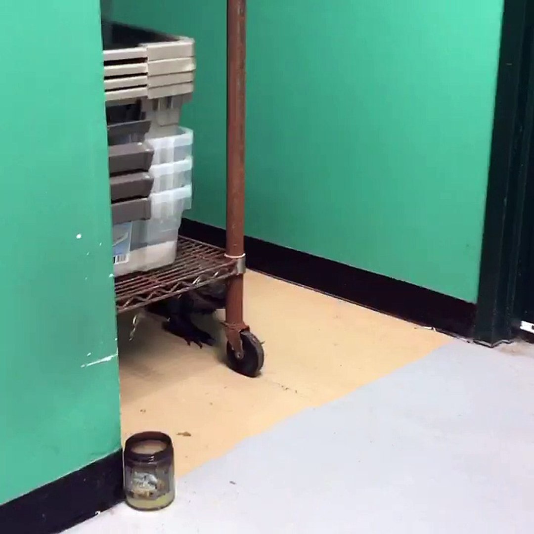 ⁣Rhino Iguana Roams the Halls