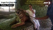 Thai zoo under fire after tiger video goes viral