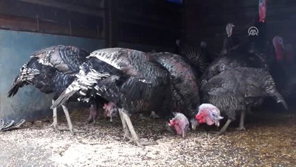 Yılbaşı Hindileri Pazarda Satışa Sunuldu