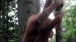 Indonesia lucha por frenar la amenaza de extinción de los orangutanes