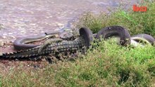 Un serpent de 3 mètres avale un crocodile géant