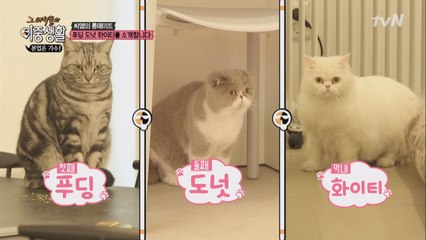 채집사의 룸메이트 푸딩, 도넛, 화이티