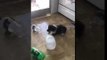 Puppy Runs Through Empty Bottles