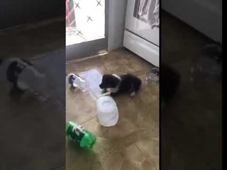 Puppy Runs Through Empty Bottles