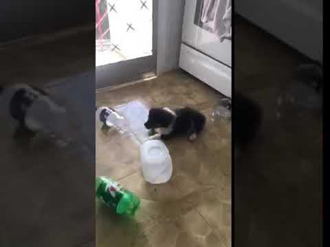 Puppy Runs Through Empty Bottles