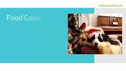 Cheapest dog this Christmas are Pomsky Dogs