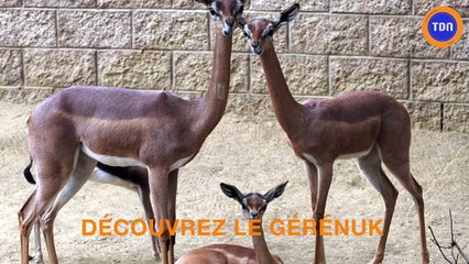 Le gérénuk : découvrez ce drôle d’animal qui peut passer toute sa vie sans boire