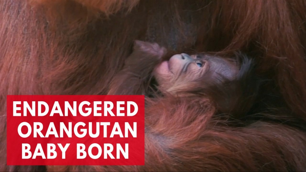 Critically endangered Sumatran orangutan baby born at Chester Zoo