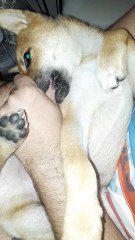 Dog Sucks Thumb